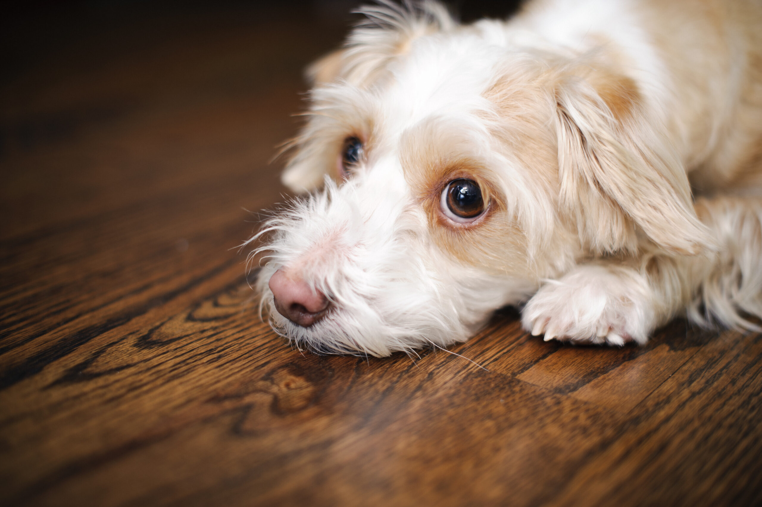 犬の涙やけの原因や対策、食事の注意点まで解説！